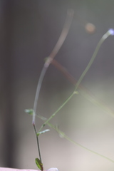 Wahlenbergia gracilenta