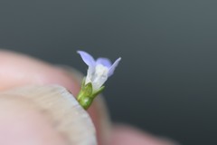 Wahlenbergia gracilenta