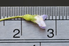Wahlenbergia gracilenta