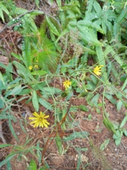 Hieracium dysonymum