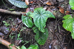 Anthurium dressleri