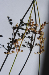 Juncus pauciflorus