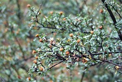 Lindleya mespiloides