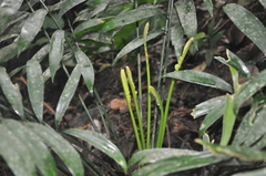 Zamia elegantissima