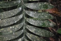 Zamia elegantissima
