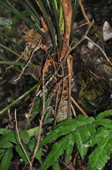 Zamia elegantissima