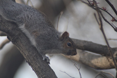 Sciurus carolinensis
