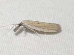 Coenochroa bipunctella