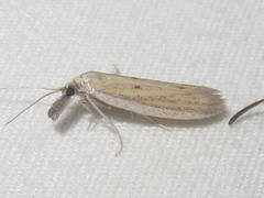 Coenochroa bipunctella