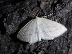 Scopula quadrilineata