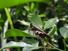 Apalacris varicornis