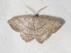 Eumacaria madopata