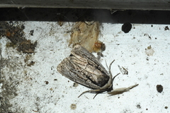 Sympistis badistriga