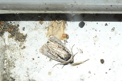 Sympistis badistriga