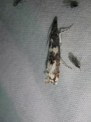 Prionapteryx nebulifera