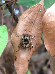 Eristalinus quinquestriatus
