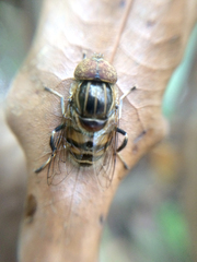 Eristalinus quinquestriatus