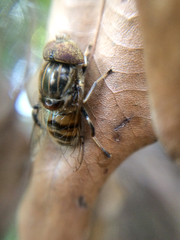 Eristalinus quinquestriatus