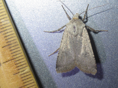Euxoa immixta