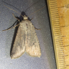 Euxoa immixta