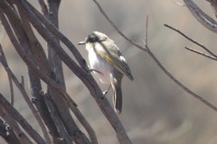 Gavicalis virescens