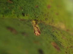 Diaphorina citri