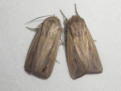 Leucania phragmitidicola