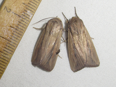 Leucania phragmitidicola