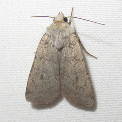 Euxoa immixta