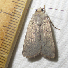 Euxoa immixta
