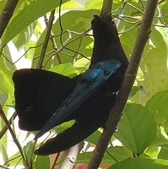 Eulampis jugularis