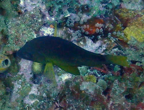 Yellowbelly hamlet (Hypoplectrus aberrans) — Serranidae