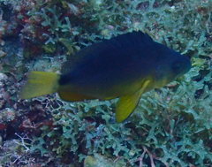 Hypoplectrus aberrans