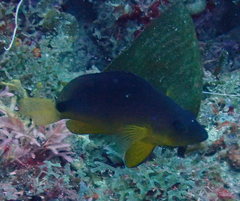 Hypoplectrus aberrans