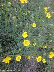 Senecio inaequidens