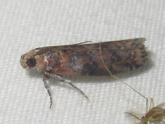 Sciota rubrisparsella
