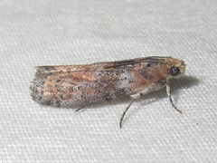 Sciota rubrisparsella