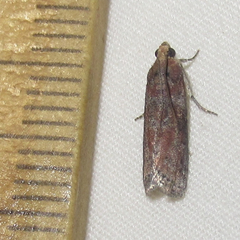 Sciota rubrisparsella