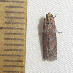 Sciota rubrisparsella