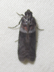 Sciota subfuscella