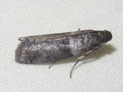 Sciota subfuscella