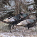 Rio Grande Wild Turkey - Photo (c) Sean Cozart, some rights reserved (CC BY-NC), uploaded by Sean Cozart