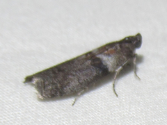 Sciota subfuscella