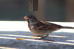 Passer domesticus