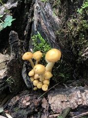 Flammula