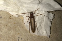 Macromalocera