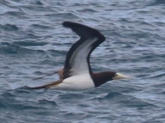 Sula leucogaster leucogaster