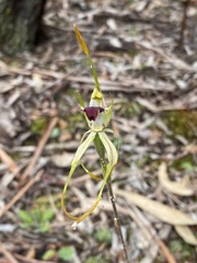 Caladenia dilatata