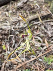Caladenia dilatata