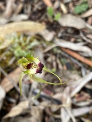 Caladenia dilatata